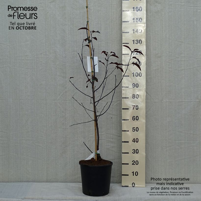 Esemplare di Malus Royalty - Melo da fiore Vaso da 7,5L/10L come consegnato in autunno