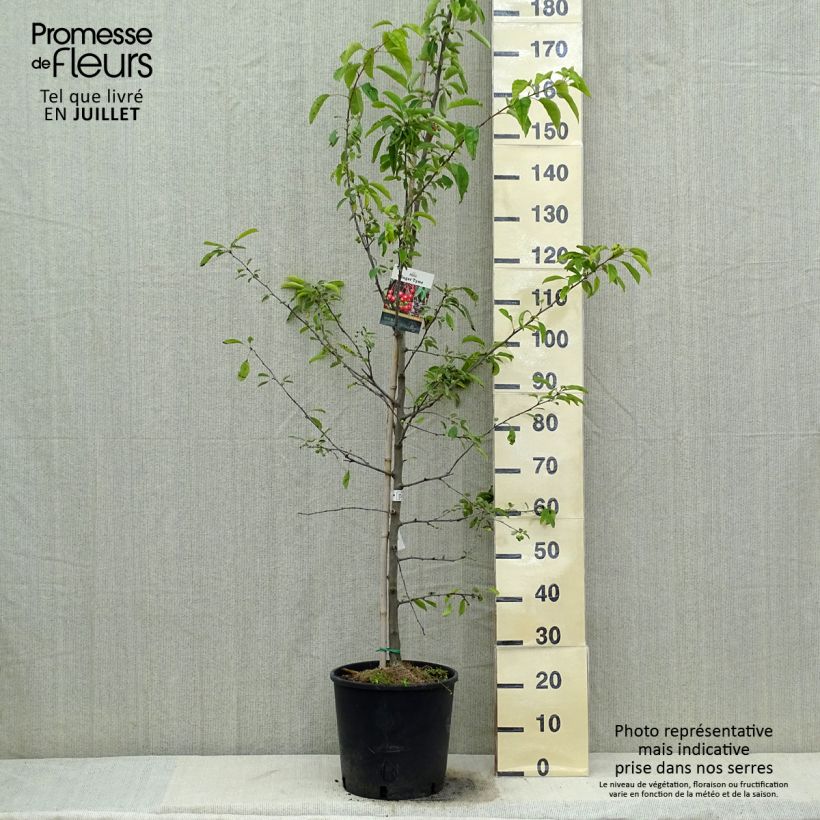 Esemplare di Malus Sugar Tyme - Melo da fiore Vaso da 12L/15LAltezza consegnata circa 150/160cm consegnato in estate