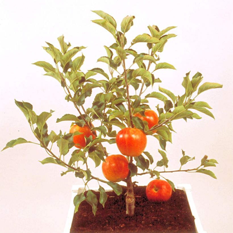 Melo nano Garden Sun Red (Fioritura)