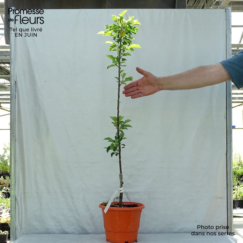 Esemplare di Melo nano Garden Sun Red Vaso da 6L/7L, Nano consegnato in estate