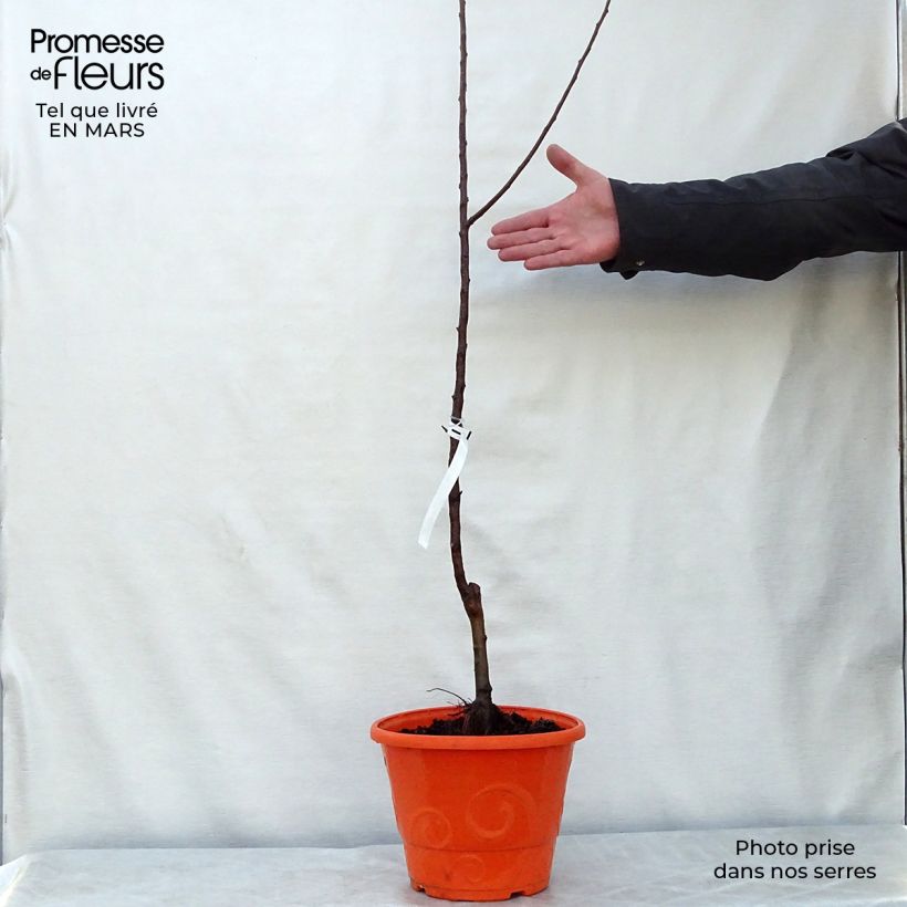 Melo nano Garden Sun Red Vaso da 6L/7L, NanoAltezza consegnata circa 60+cm esemplare consegnato in primavera