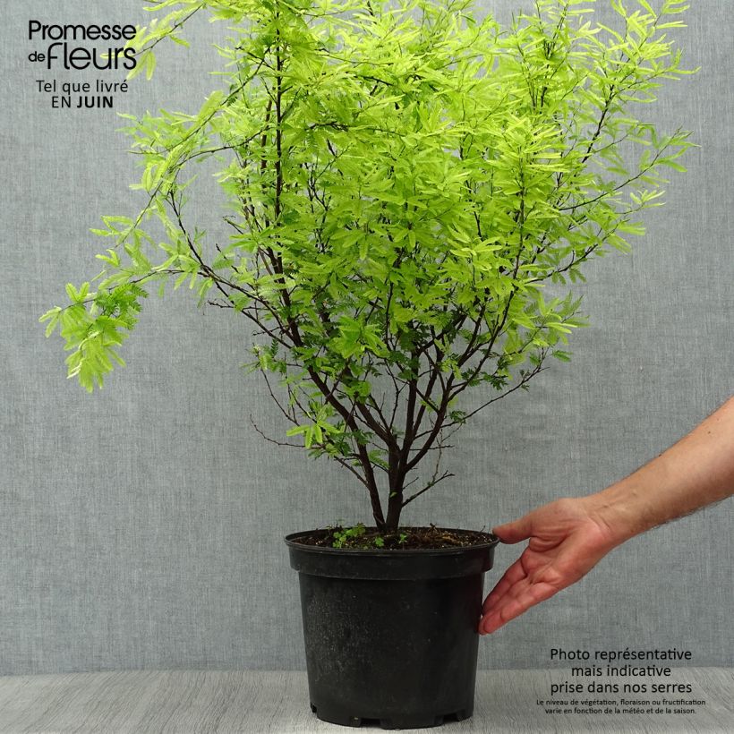 Esemplare di Calliandra surinamensis Vaso da 7,5L/10L consegnato in estate