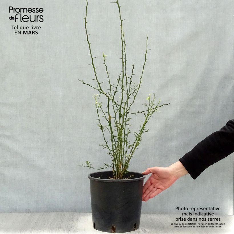 Poncirus trifoliata - Arancio trifogliato Vaso da 3L/4LAltezza consegnata circa 40/60cm esemplare consegnato in primavera