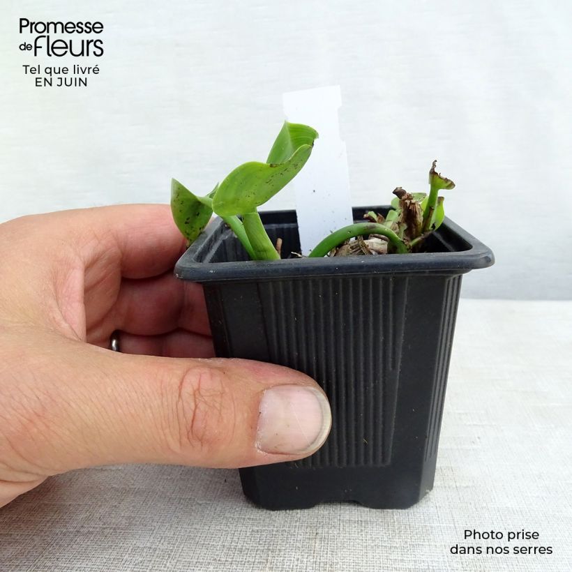 Esemplare di Pontederia cordata Vasetto da 8/9 cm consegnato in estate