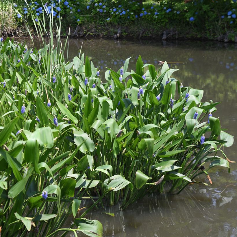 Pontederia cordata (Porto)