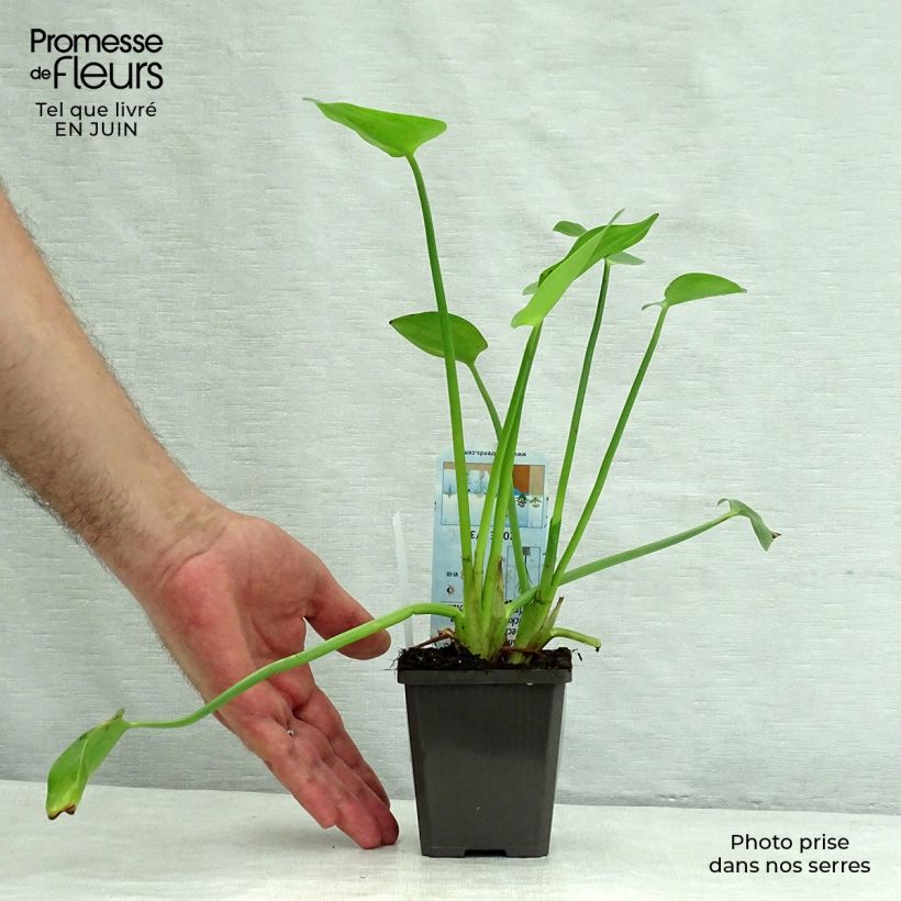 Esemplare di Pontederia cordata White Pike Vasetto da 8/9 cm consegnato in estate