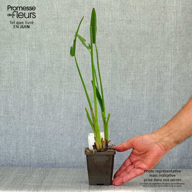 Esemplare di Pontederia lanceolata Vasetto da 8/9 cm consegnato in estate