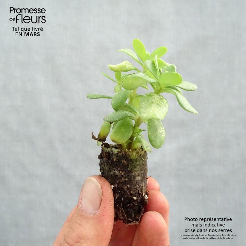 Portulaca grandiflora Duna Tris Mini zolla Ø 1,5/2,5 cm esemplare consegnato in primavera