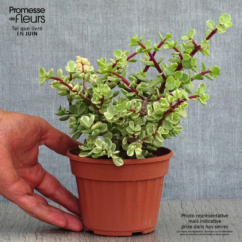 Esemplare di Portulacaria afra Variegata Vaso da Ø 12 cm / 13 cm consegnato in estate