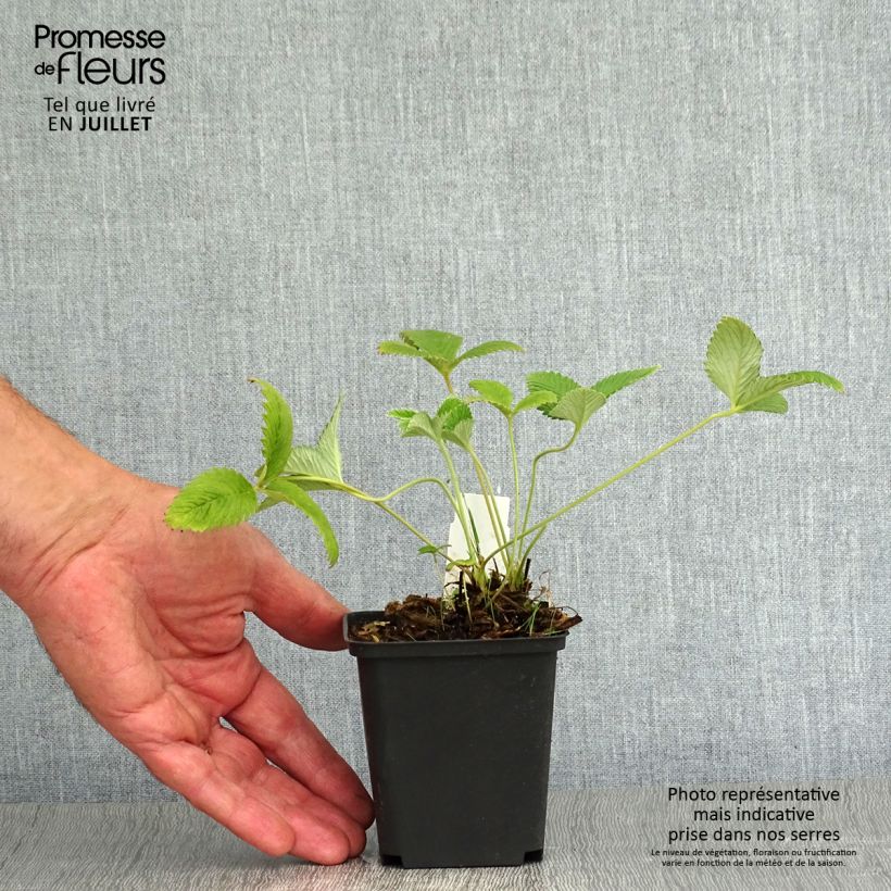 Esemplare di Potentilla Arc en Ciel Vasetto da 8/9 cm consegnato in estate