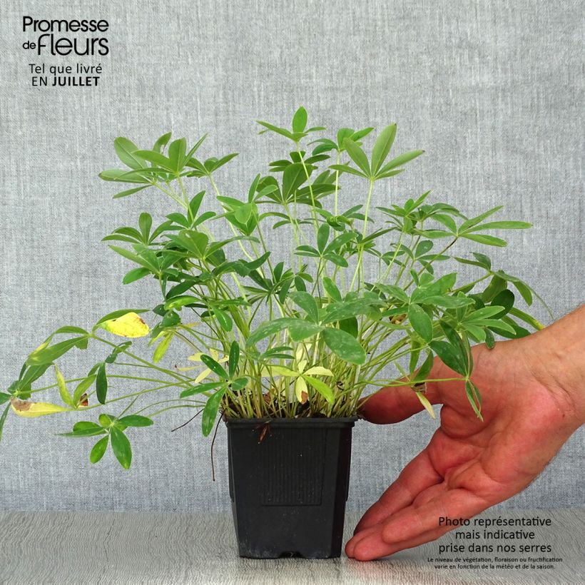 Esemplare di Potentilla alba - Cinquefoglia bianca Vasetto da 8/9 cm consegnato in estate
