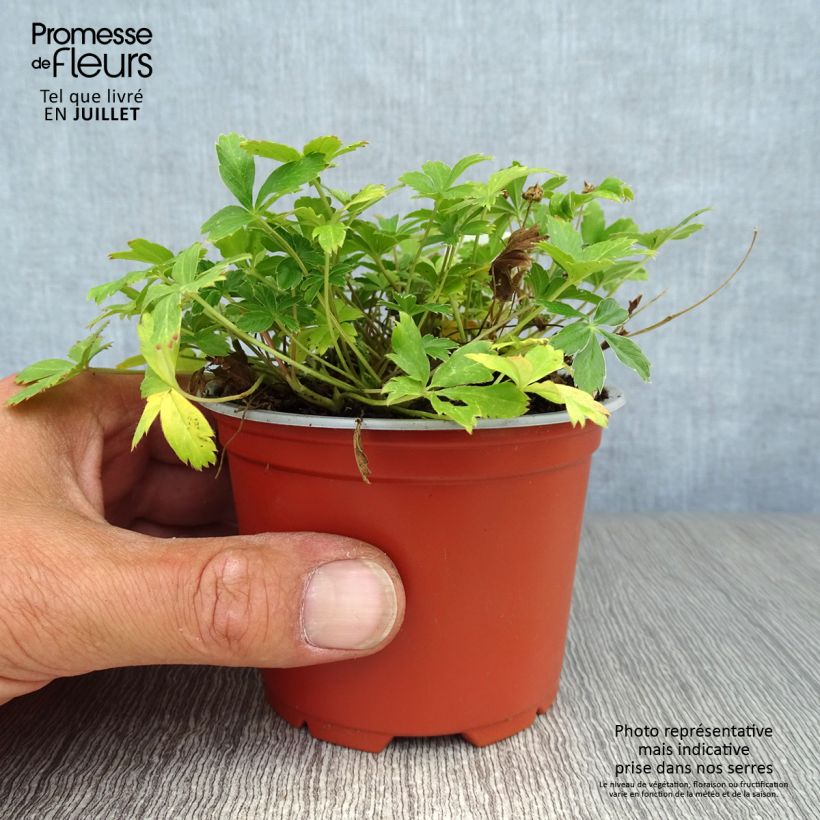 Esemplare di Potentilla aurea - Cinquefoglia fior d'oro Vasetto da 8/9 cm consegnato in estate