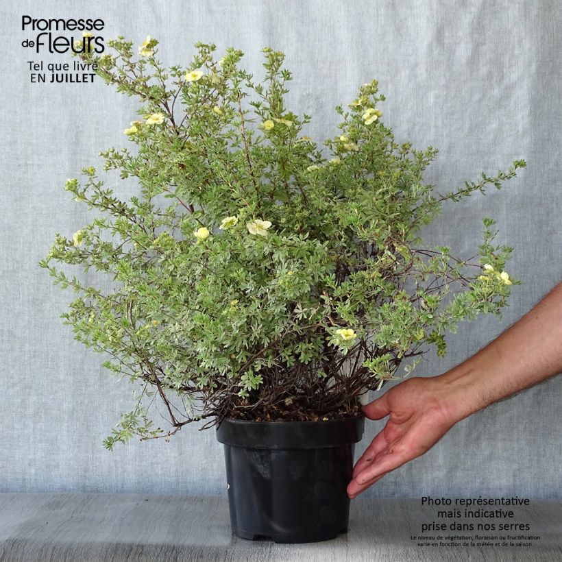 Esemplare di Potentilla fruticosa Glamour Girl Vaso da 2L/3L consegnato in estate