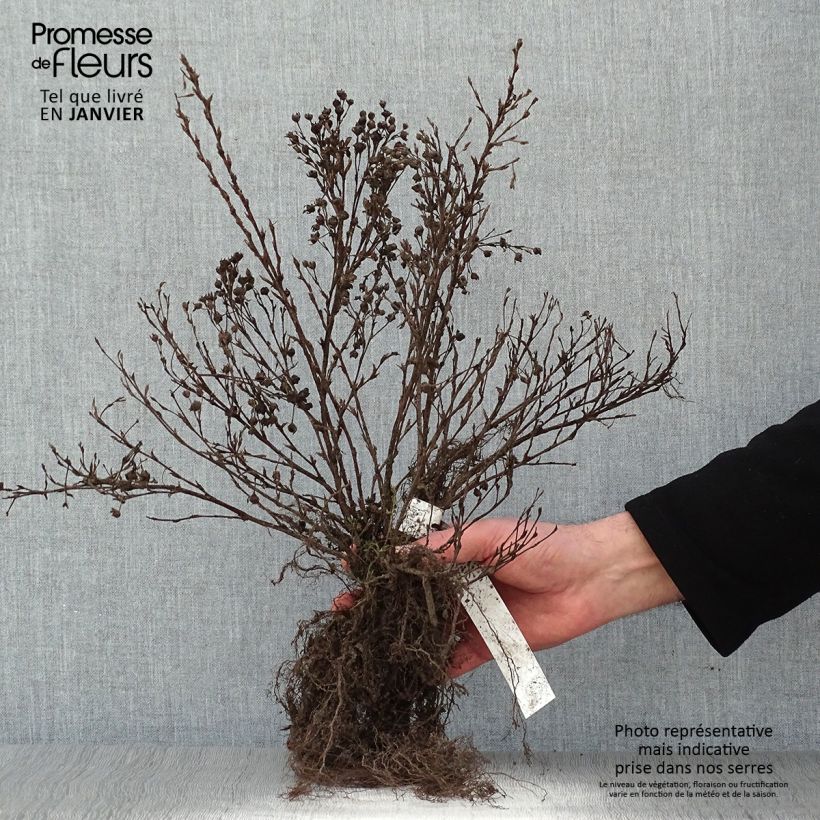Potentilla fruticosa Abbotswood Piante piccole a radice nuda esemplare consegnato in inverno