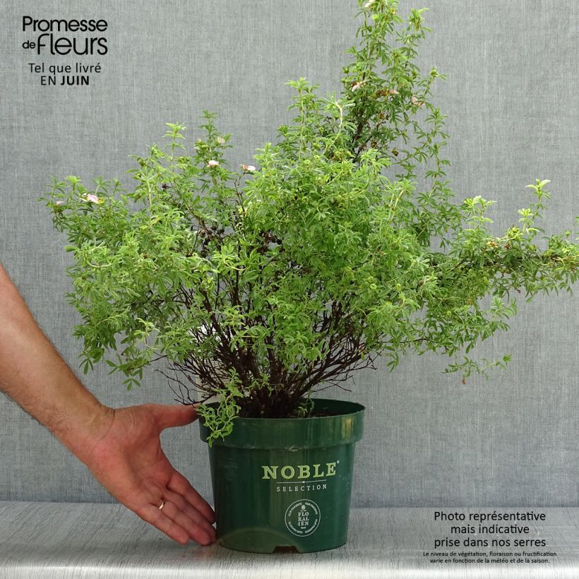 Esemplare di Potentilla fruticosa Bellissima Vaso da 2L/3L consegnato in estate