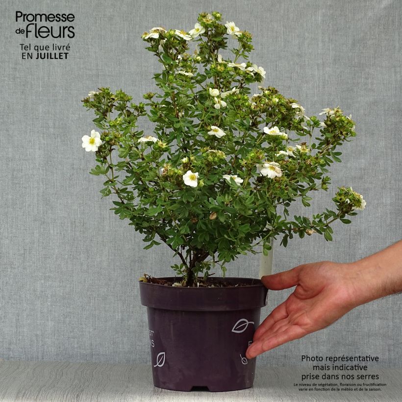 Esemplare di Potentilla fruticosa Creme brulée Vaso da 2L/3L consegnato in estate