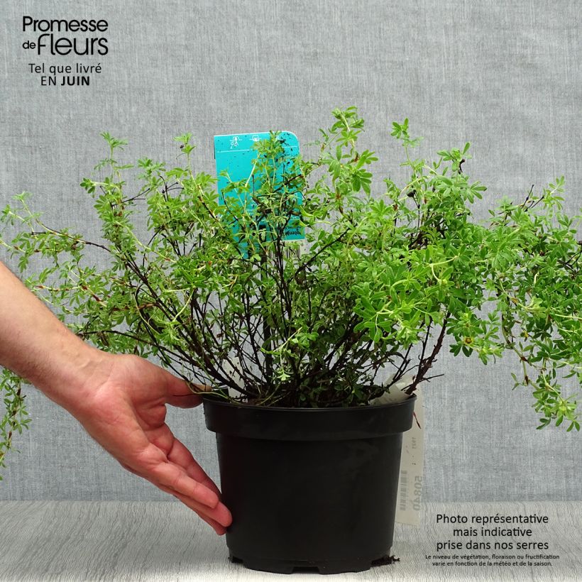 Esemplare di Potentilla fruticosa Goldfinger Vaso da 3L/4L consegnato in estate