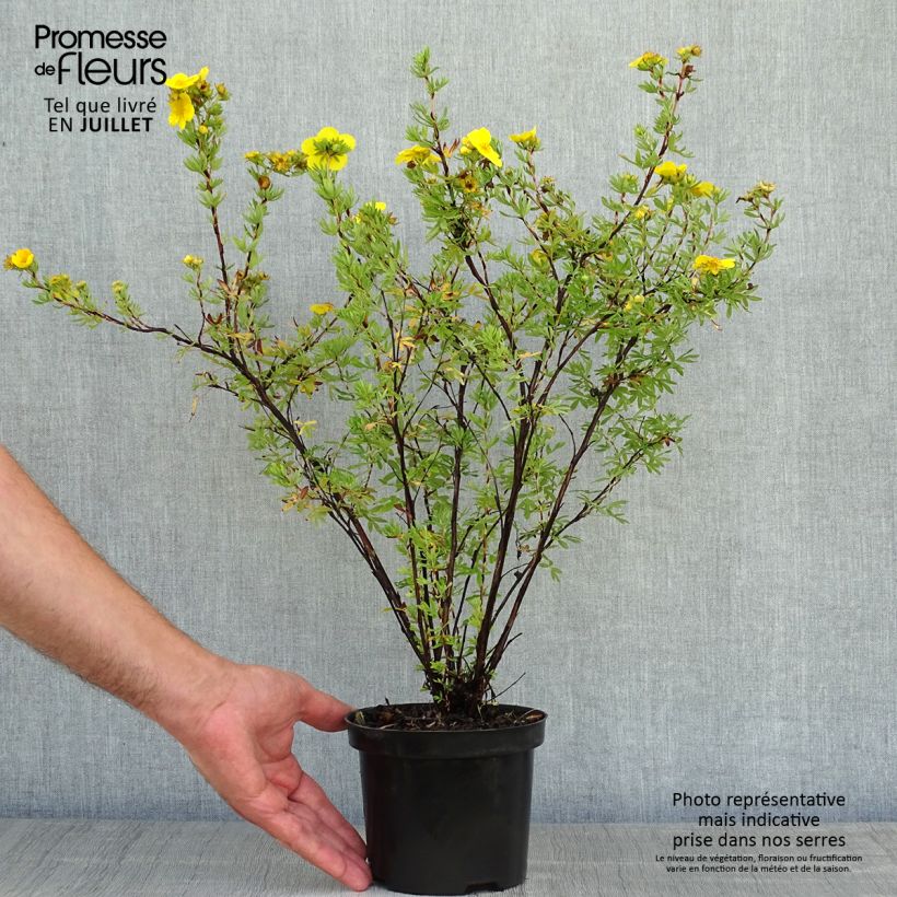 Esemplare di Potentilla fruticosa Goldfinger Vaso da 1L/1,5L consegnato in estate