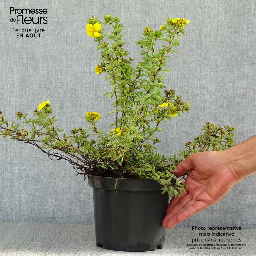 Esemplare di Potentilla fruticosa Goldteppich Vaso da 1,5L/2L consegnato in estate
