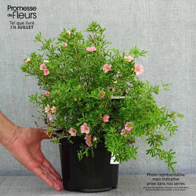Esemplare di Potentilla fruticosa Lovely Pink Vaso da 1,5L/2L consegnato in estate