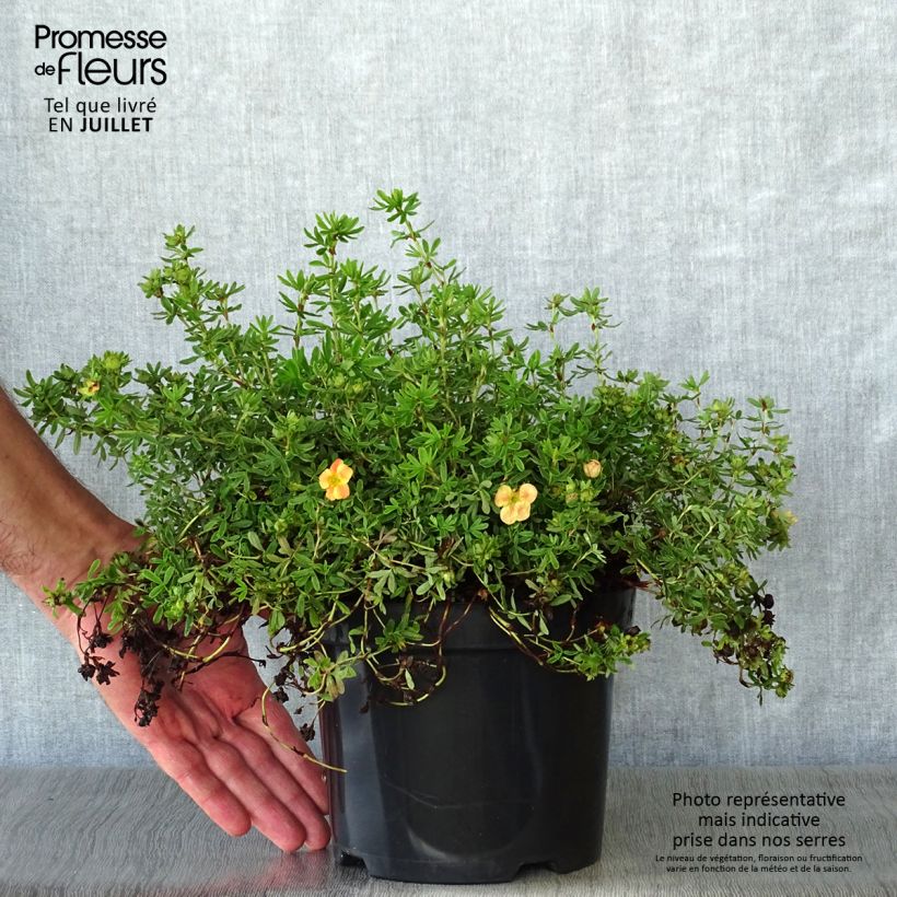 Esemplare di Potentilla fruticosa Marian Red Robin Vaso da 1L/1,5L consegnato in estate