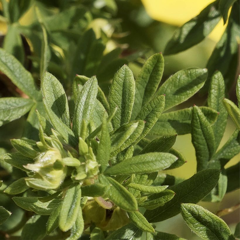 Potentilla fruticosa Medicine Wheel Mountain (Fogliame)
