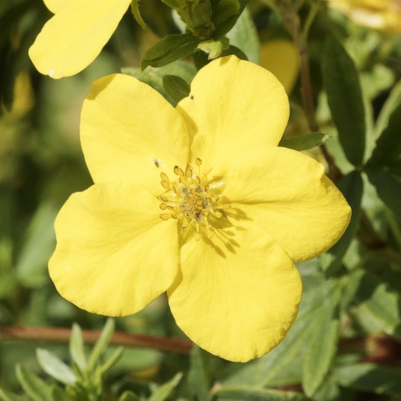 Potentilla fruticosa Medicine Wheel Mountain (Fioritura)