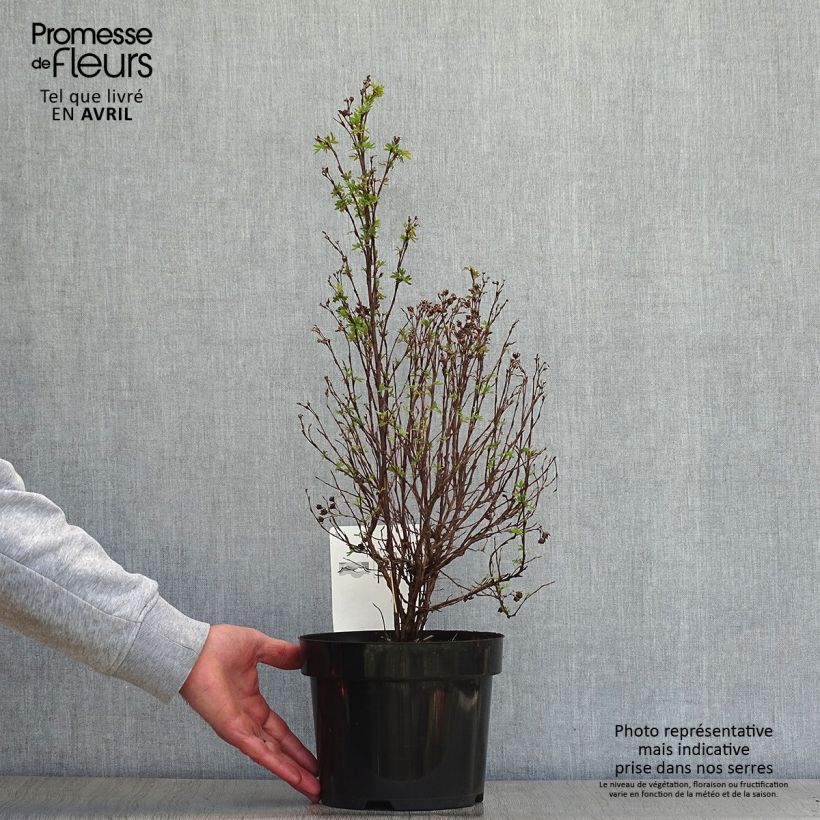 Potentilla fruticosa Pink Paradise - Potentille arbustive Pot de 2L/3LHauteur livrée env. 20/30cm esemplare consegnato in primavera
