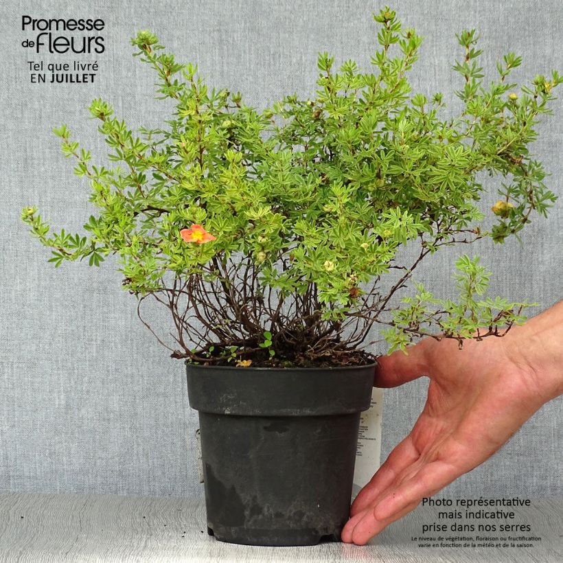 Esemplare di Potentilla fruticosa Red Ace Vaso da 1L/1,5L consegnato in estate
