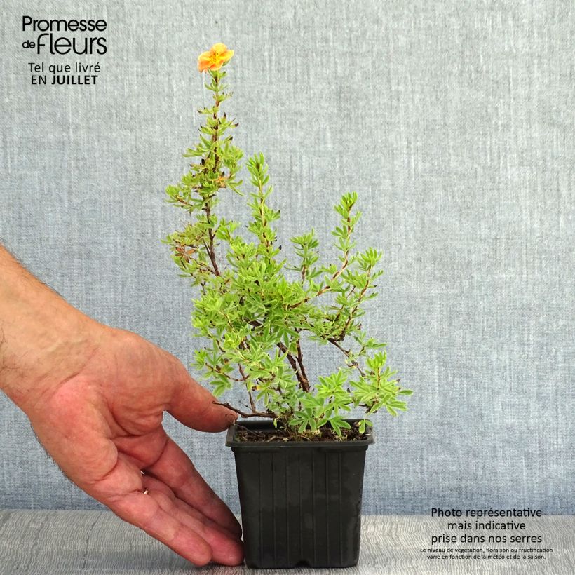 Esemplare di Potentilla fruticosa Red Ace Vasetto da 8/9 cm consegnato in estate