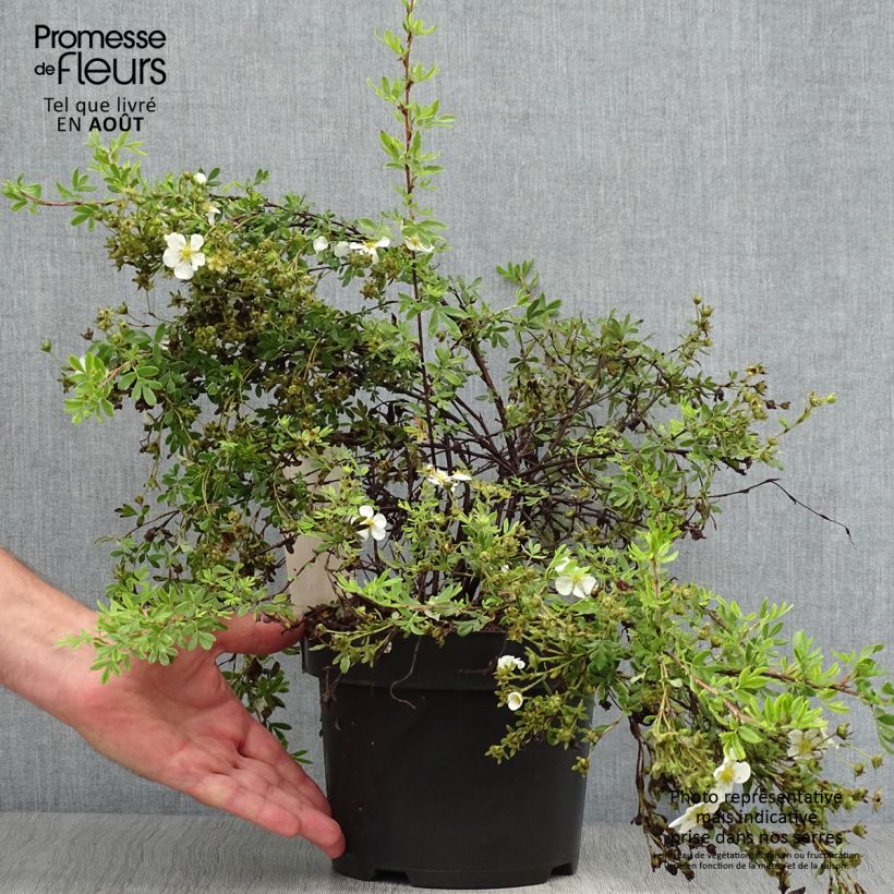 Esemplare di Potentilla fruticosa White Lady Vaso da 3L/4L consegnato in estate