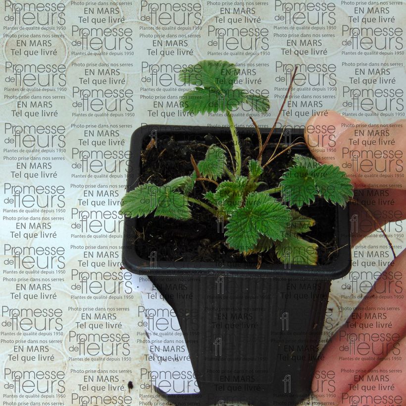 Esempio di esemplare Potentilla Flamenco Confezione come consegnato