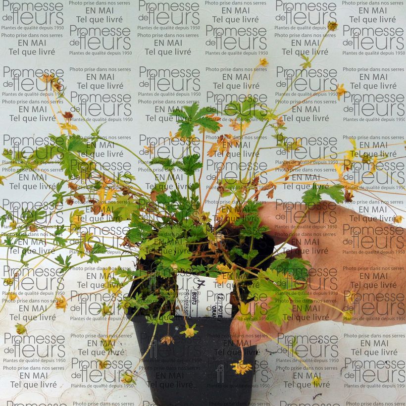 Esempio di esemplare Potentilla Orange Vasetto da 8/9 cm come consegnato