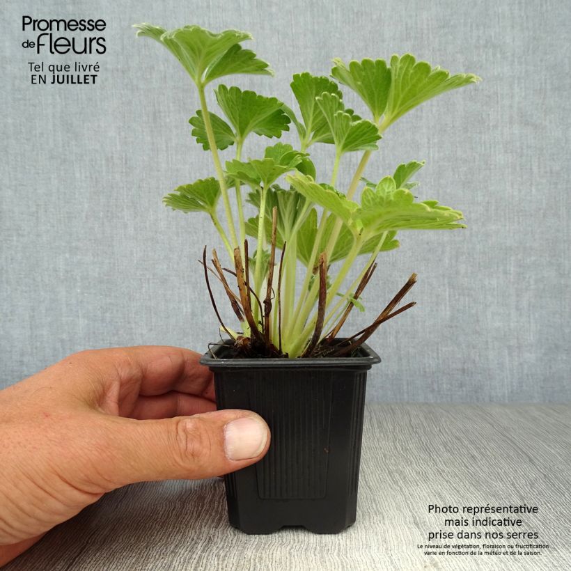 Esemplare di Potentilla megalantha Vasetto da 8/9 cm consegnato in estate