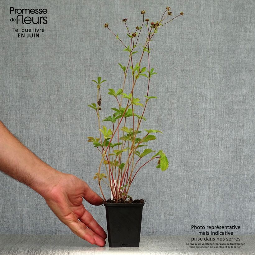Esemplare di Potentilla nepalensis Miss Willmot Vasetto da 8/9 cm consegnato in estate