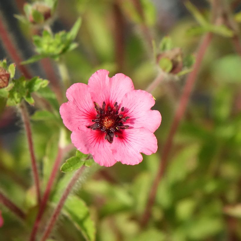 Potentilla nepalensis Miss Willmot (Fioritura)