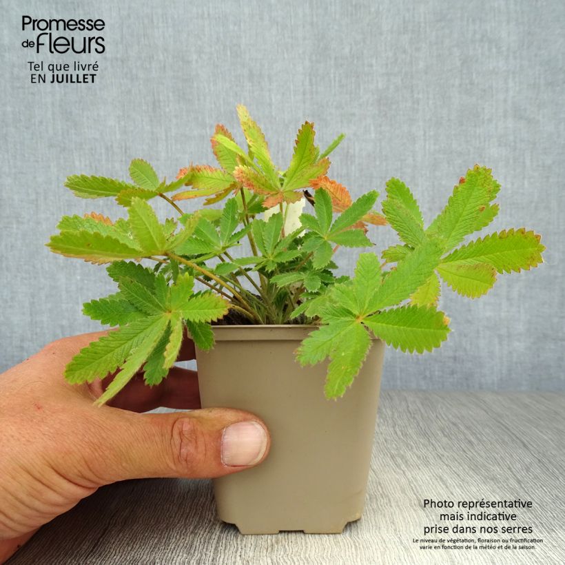 Esemplare di Potentilla recta var. sulphurea Vasetto da 8/9 cm consegnato in estate