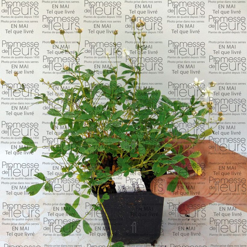Esempio di esemplare Potentilla tridentata Minima Vasetto da 8/9 cm come consegnato
