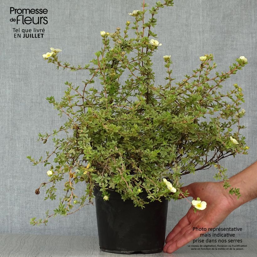 Esemplare di Potentilla fruticosa Primrose Beauty Vaso da 2L/3L consegnato in estate