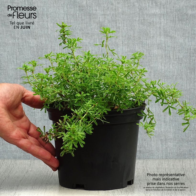 Esemplare di Potentilla fruticosa Bella Sol Vaso da 2L/3L consegnato in estate