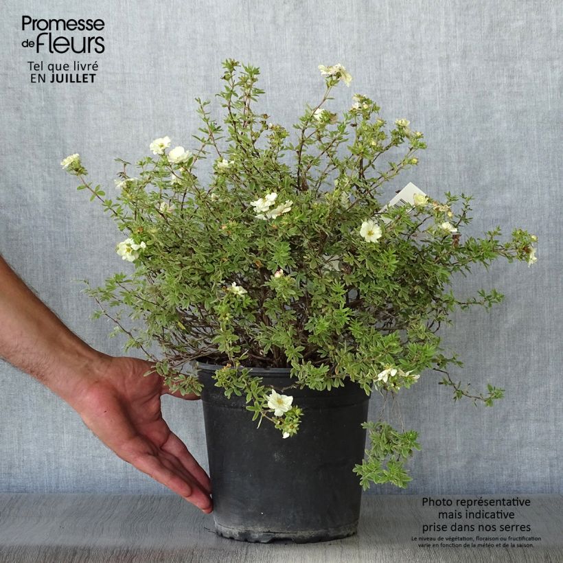 Esemplare di Potentilla fruticosa Double Punch Cream Vaso da 3L/4L consegnato in estate