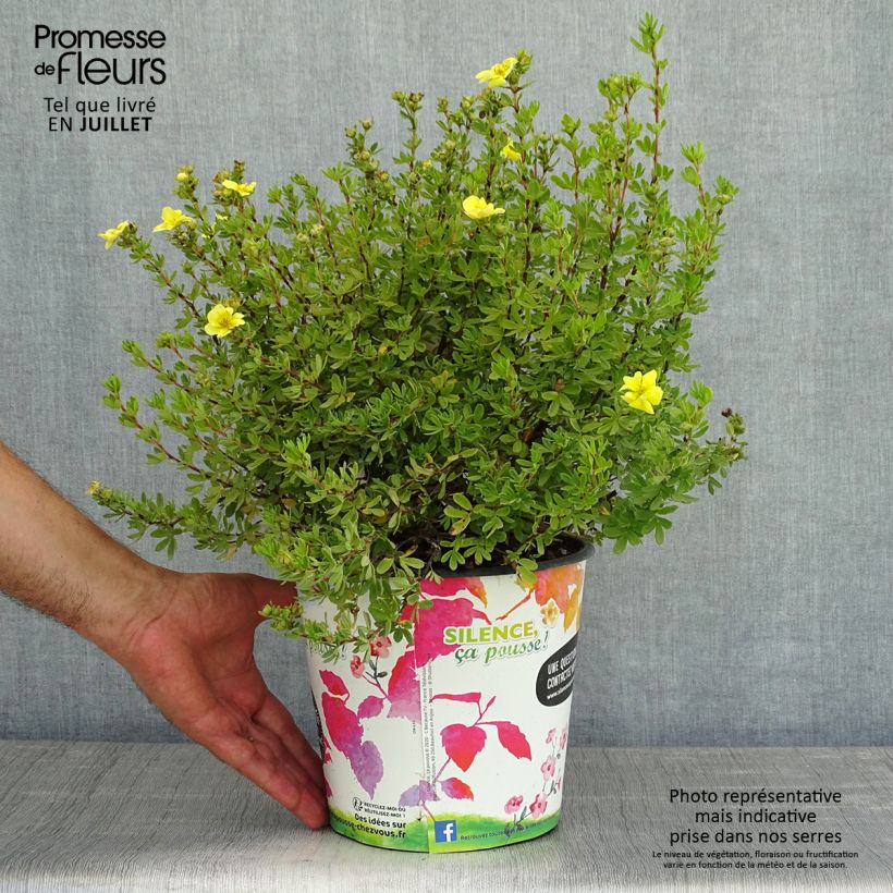Esemplare di Potentilla fruticosa Double Punch Gold Vaso da 3L/4L consegnato in estate