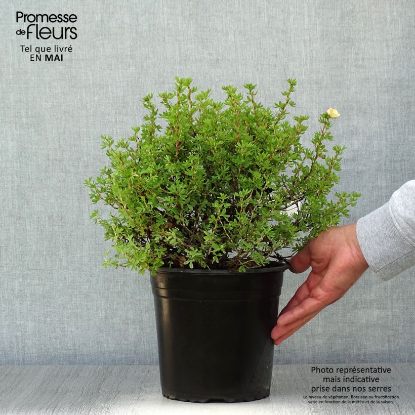 Potentilla fruticosa Double Punch Peach Vaso da 4L/5L esemplare consegnato in primavera