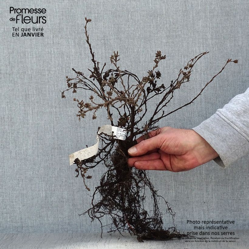 Potentilla fruticosa Elizabeth Piante piccole a radice nuda esemplare consegnato in inverno