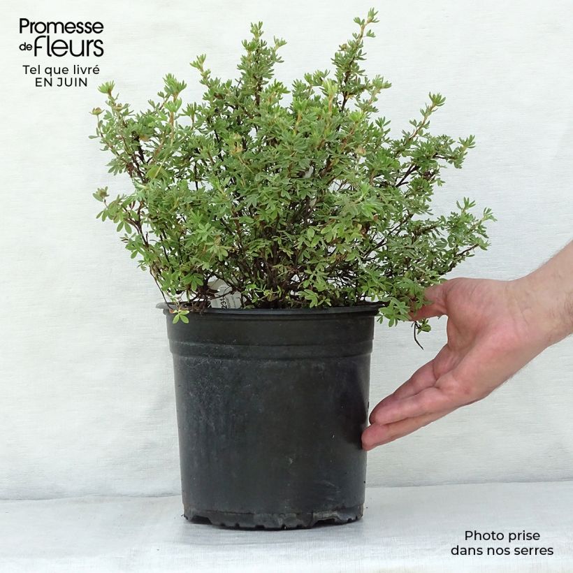 Esemplare di Potentilla fruticosa Red'issima Vaso da 4L/5L consegnato in estate