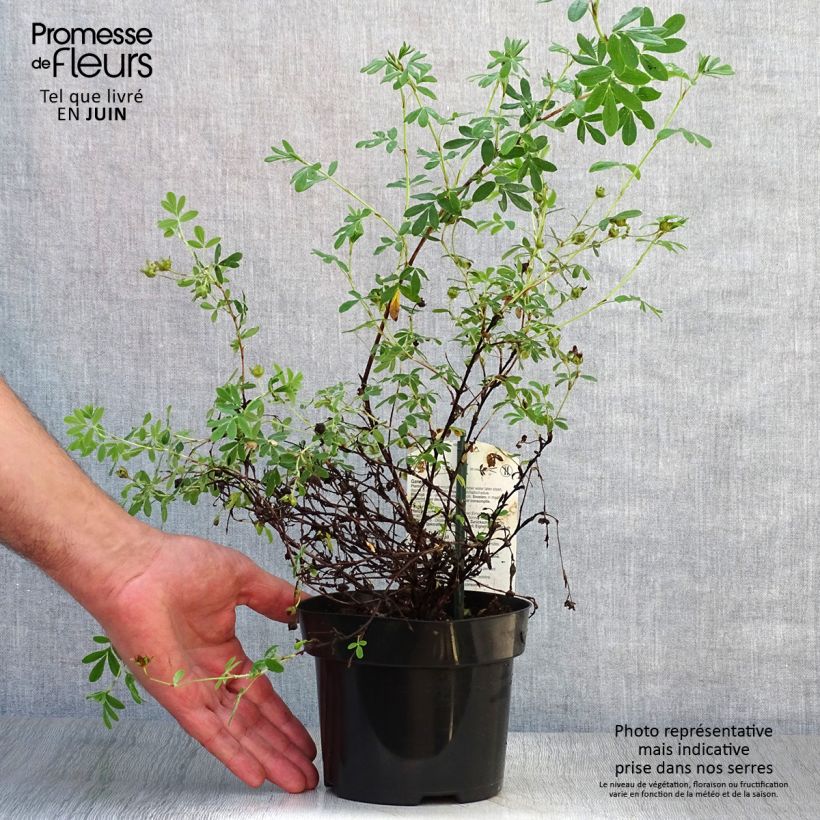 Esemplare di Potentilla fruticosa Abbotswood Vaso da 1L/1,5L consegnato in estate