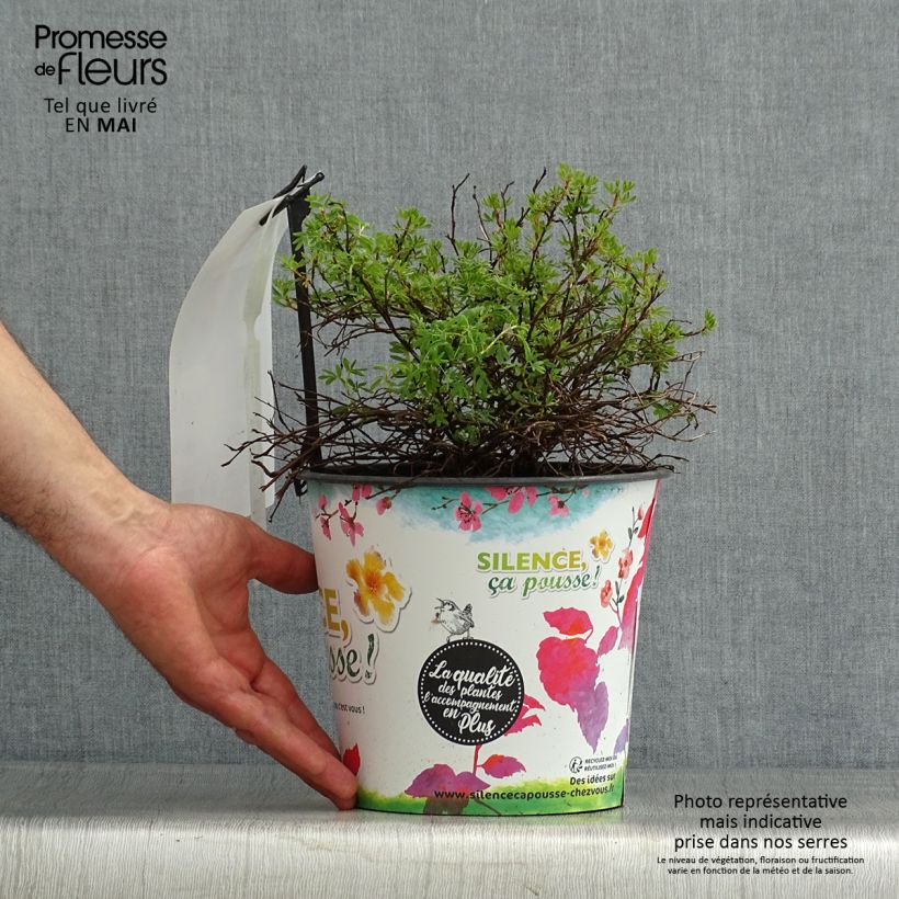 Potentilla fruticosa Orangissima - Potentille arbustive Pot de 4L/5LHauteur livrée env. 20/30cm esemplare consegnato in primavera