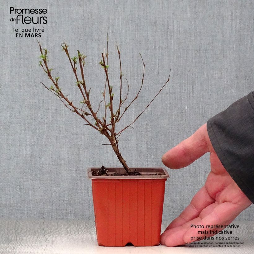 Potentilla fruticosa Pink Paradise - Potentille arbustive Godet de 8/9 cmHauteur livrée env. 10/15cm esemplare consegnato in primavera