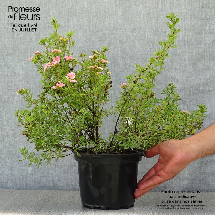 Esemplare di Potentilla fruticosa Pink Paradise Vaso da 2L/3L consegnato in estate