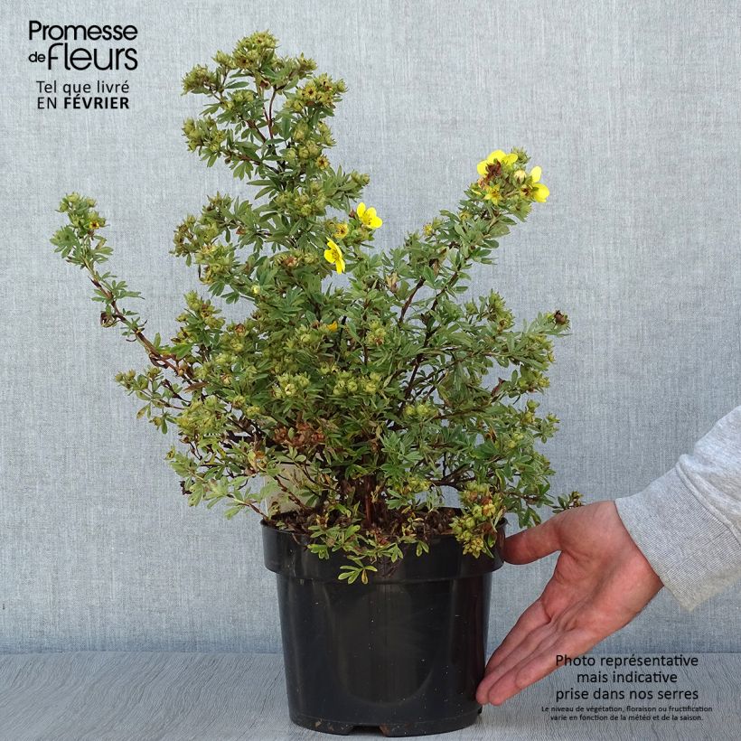 Esemplare di Potentilla fruticosa Sommerflor Vaso da 2L/3L come consegnato in autunno